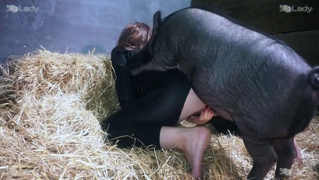 Порно Зоо фильм. Петух и его утренние ритуалы на ферме